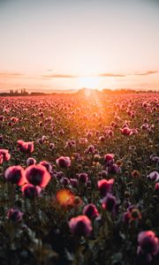 Preview wallpaper poppies, wildflowers, sunset, rays, distance