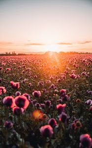 Preview wallpaper poppies, wildflowers, sunset, rays, distance