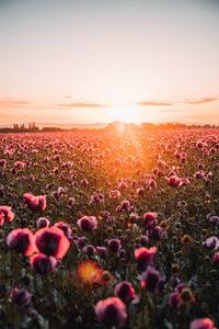 Preview wallpaper poppies, wildflowers, sunset, rays, distance