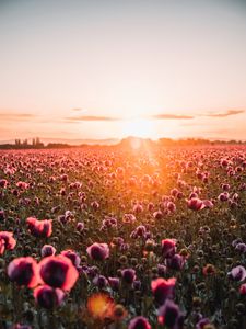 Preview wallpaper poppies, wildflowers, sunset, rays, distance