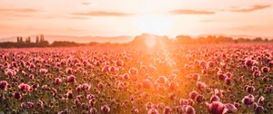 Preview wallpaper poppies, wildflowers, sunset, rays, distance