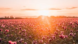 Preview wallpaper poppies, wildflowers, sunset, rays, distance