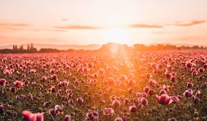 Preview wallpaper poppies, wildflowers, sunset, rays, distance