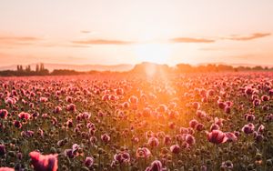 Preview wallpaper poppies, wildflowers, sunset, rays, distance