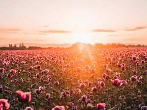 Preview wallpaper poppies, wildflowers, sunset, rays, distance