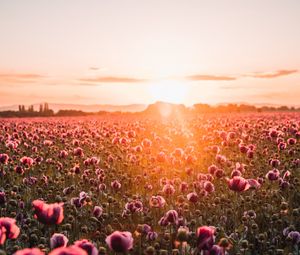 Preview wallpaper poppies, wildflowers, sunset, rays, distance