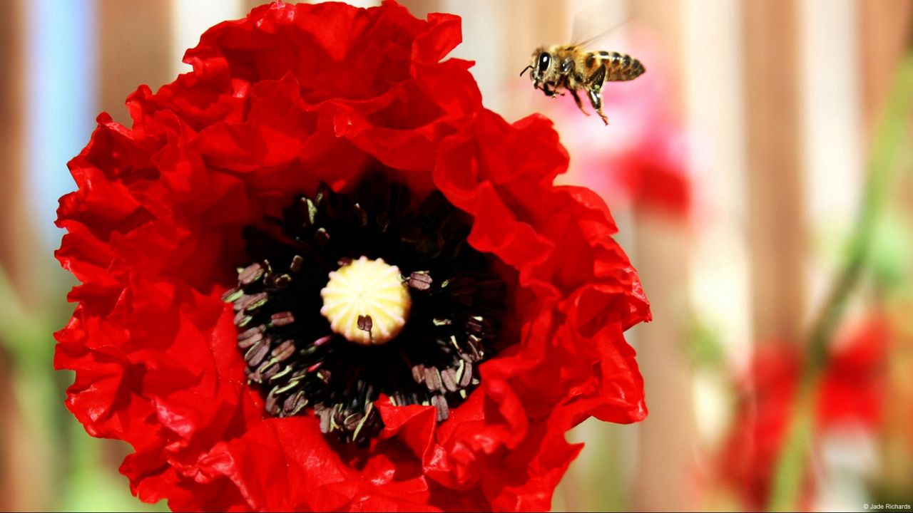 Wallpaper poppy, bee, flower