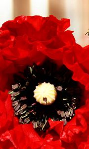 Preview wallpaper poppy, bee, flower