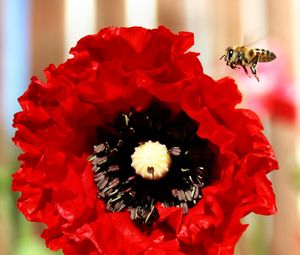Preview wallpaper poppy, bee, flower