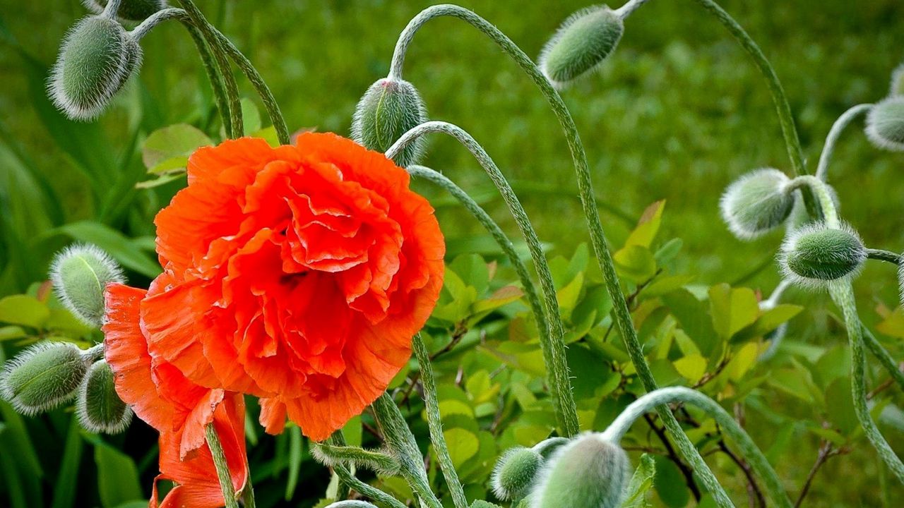 Wallpaper poppy, bloom, boxes, greens