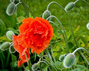 Preview wallpaper poppy, bloom, boxes, greens