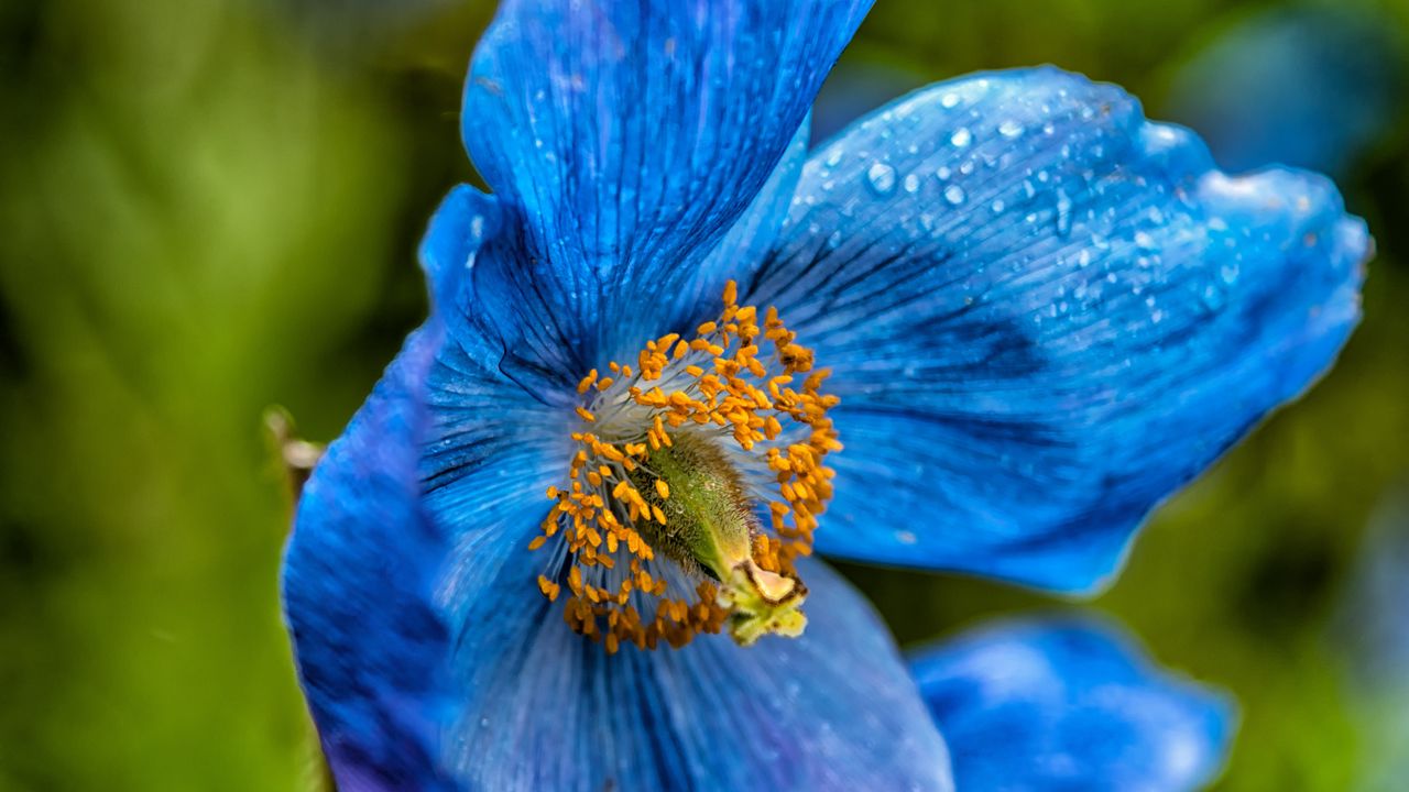 Wallpaper poppy, blue, petals, drops