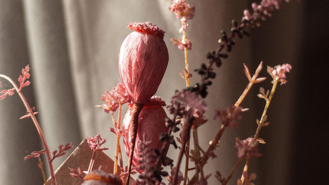 Wallpaper poppy, bouquet, flowers, dry hd, picture, image