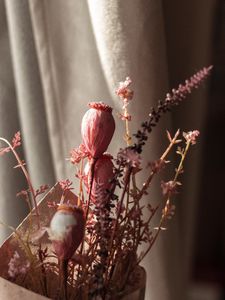 Preview wallpaper poppy, bouquet, flowers, dry