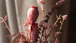 Preview wallpaper poppy, bouquet, flowers, dry