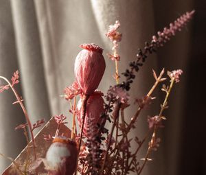 Preview wallpaper poppy, bouquet, flowers, dry