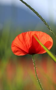 Preview wallpaper poppy, bud, blur