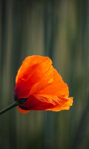 Preview wallpaper poppy, bud, petals, red, flower