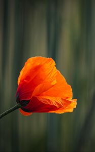 Preview wallpaper poppy, bud, petals, red, flower