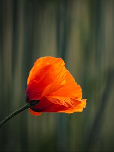 Preview wallpaper poppy, bud, petals, red, flower