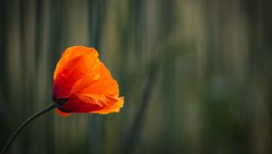 Preview wallpaper poppy, bud, petals, red, flower