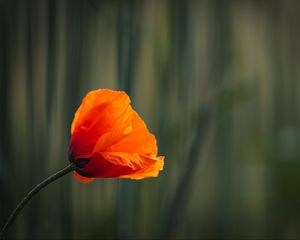 Preview wallpaper poppy, bud, petals, red, flower