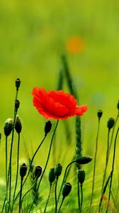 Preview wallpaper poppy, buds, boxes, fields, green