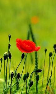 Preview wallpaper poppy, buds, boxes, fields, green