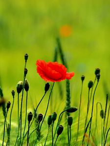 Preview wallpaper poppy, buds, boxes, fields, green