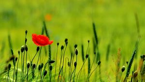 Preview wallpaper poppy, buds, boxes, fields, green