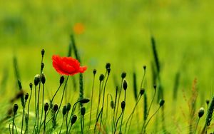 Preview wallpaper poppy, buds, boxes, fields, green