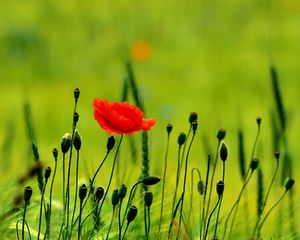 Preview wallpaper poppy, buds, boxes, fields, green