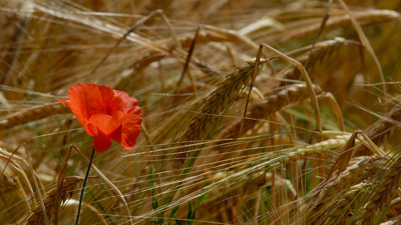 Wallpaper poppy, field, ears, grass, summer