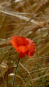 Preview wallpaper poppy, field, ears, grass, summer