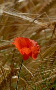 Preview wallpaper poppy, field, ears, grass, summer