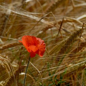 Preview wallpaper poppy, field, ears, grass, summer