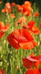 Preview wallpaper poppy, field, grass, nature, summer