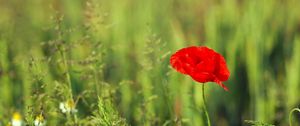 Preview wallpaper poppy, field, grass, summer