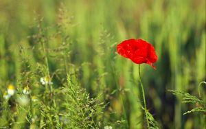 Preview wallpaper poppy, field, grass, summer