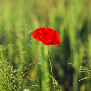 Preview wallpaper poppy, field, grass, summer