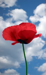 Preview wallpaper poppy, field, sky, sunny, summer, mood