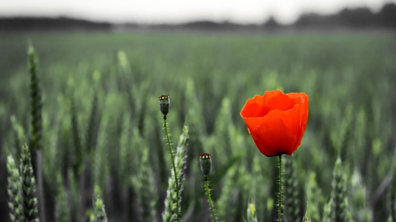 Wallpaper poppy, field, spikes, summer, blurring