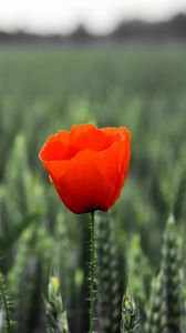 Preview wallpaper poppy, field, spikes, summer, blurring