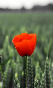 Preview wallpaper poppy, field, spikes, summer, blurring