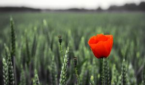 Preview wallpaper poppy, field, spikes, summer, blurring