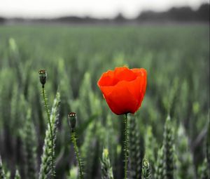 Preview wallpaper poppy, field, spikes, summer, blurring