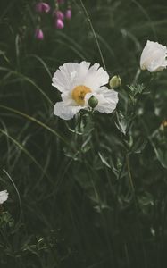 Preview wallpaper poppy, flower, bloom, grass, flowerbed