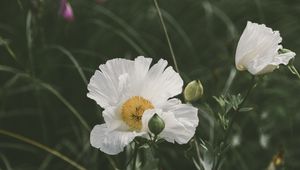 Preview wallpaper poppy, flower, bloom, grass, flowerbed