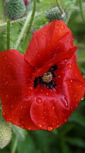 Preview wallpaper poppy, flower, bud, drops