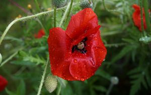 Preview wallpaper poppy, flower, bud, drops